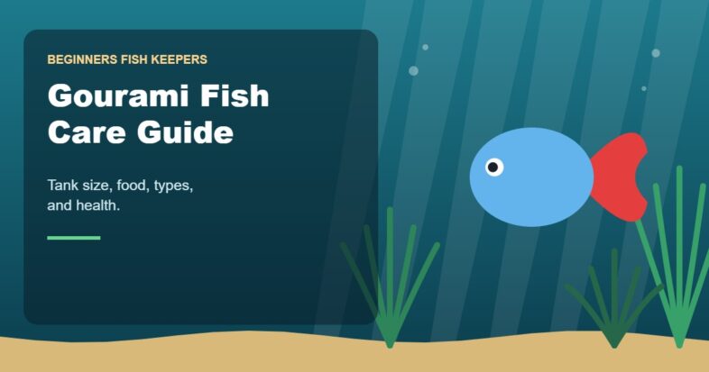 Illustration for the Beginners Fish Keepers article Gourami Fish Care Guide for Beginners: Tank Size, Food, Types & Health