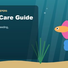 Illustration for the Beginners Fish Keepers article Guppy Care Guide for Beginners: Tank Size, Food, Breeding & Health