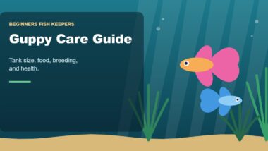 Illustration for the Beginners Fish Keepers article Guppy Care Guide for Beginners: Tank Size, Food, Breeding & Health