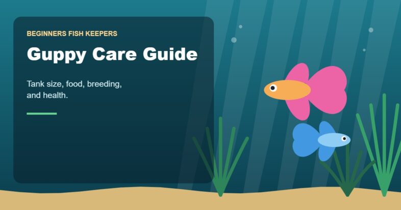 Illustration for the Beginners Fish Keepers article Guppy Care Guide for Beginners: Tank Size, Food, Breeding & Health