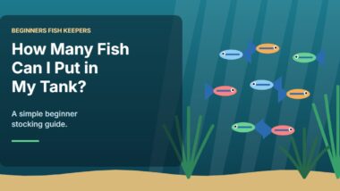 Illustration for the Beginners Fish Keepers article How Many Fish Can I Put in My Tank? A Beginner Stocking Guide