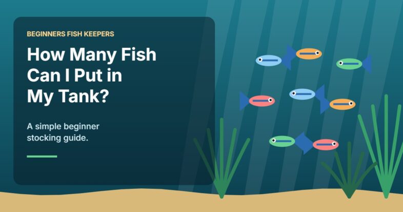 Illustration for the Beginners Fish Keepers article How Many Fish Can I Put in My Tank? A Beginner Stocking Guide