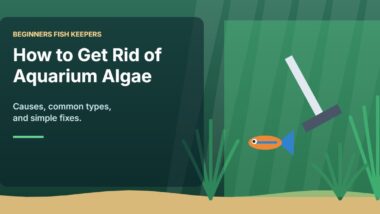 Illustration for the Beginners Fish Keepers article How to Get Rid of Algae in an Aquarium: A Beginner Guide