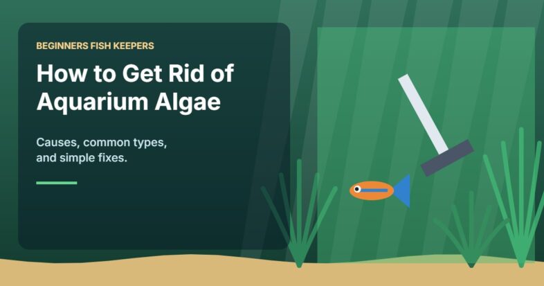 Illustration for the Beginners Fish Keepers article How to Get Rid of Algae in an Aquarium: A Beginner Guide