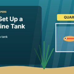Illustration for the Beginners Fish Keepers article How to Set Up a Quarantine Tank for Aquarium Fish