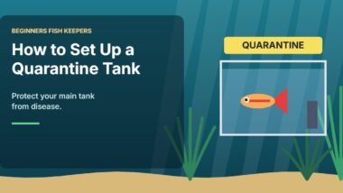 Illustration for the Beginners Fish Keepers article How to Set Up a Quarantine Tank for Aquarium Fish