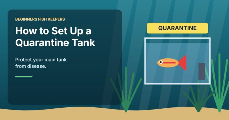 Illustration for the Beginners Fish Keepers article How to Set Up a Quarantine Tank for Aquarium Fish