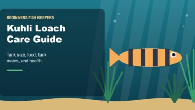 Illustration for the Beginners Fish Keepers article Kuhli Loach Care Guide for Beginners: Tank Size, Food, Tank Mates & Health