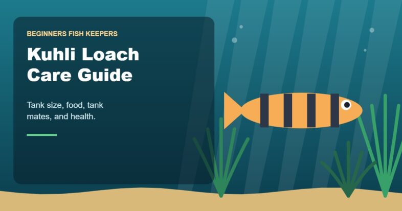 Illustration for the Beginners Fish Keepers article Kuhli Loach Care Guide for Beginners: Tank Size, Food, Tank Mates & Health