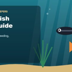 Illustration for the Beginners Fish Keepers article Molly Fish Care Guide for Beginners: Tank Size, Food, Breeding & Health