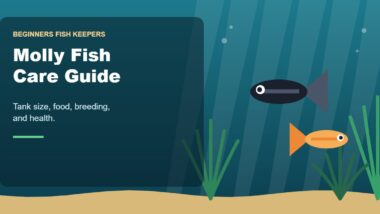 Illustration for the Beginners Fish Keepers article Molly Fish Care Guide for Beginners: Tank Size, Food, Breeding & Health