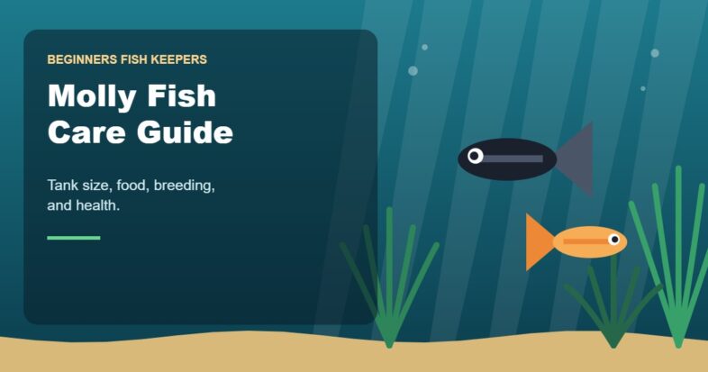 Illustration for the Beginners Fish Keepers article Molly Fish Care Guide for Beginners: Tank Size, Food, Breeding & Health