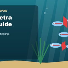 Illustration for the Beginners Fish Keepers article Neon Tetra Care Guide for Beginners: Tank Size, Food, Schooling & Health