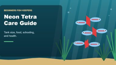 Illustration for the Beginners Fish Keepers article Neon Tetra Care Guide for Beginners: Tank Size, Food, Schooling & Health