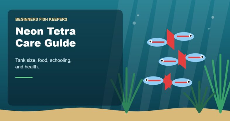 Illustration for the Beginners Fish Keepers article Neon Tetra Care Guide for Beginners: Tank Size, Food, Schooling & Health