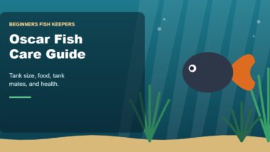 Illustration for the Beginners Fish Keepers article Oscar Fish Care Guide for Beginners: Tank Size, Food, Tank Mates & Health