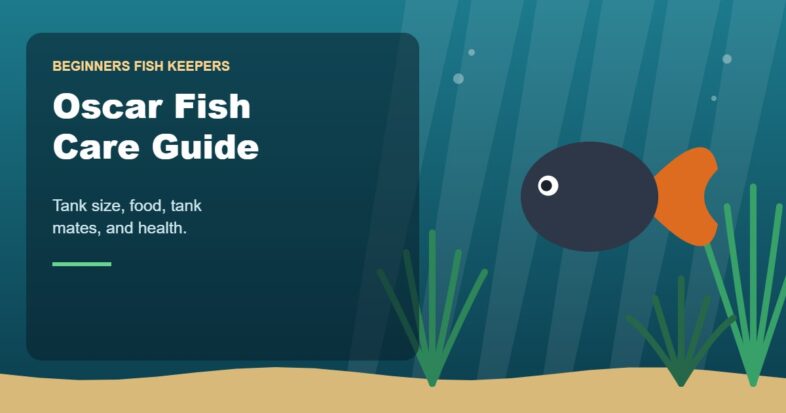 Illustration for the Beginners Fish Keepers article Oscar Fish Care Guide for Beginners: Tank Size, Food, Tank Mates & Health