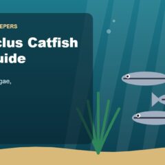Illustration for the Beginners Fish Keepers article Otocinclus Catfish Care Guide for Beginners: Tank Size, Food, Algae & Health