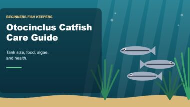Illustration for the Beginners Fish Keepers article Otocinclus Catfish Care Guide for Beginners: Tank Size, Food, Algae & Health