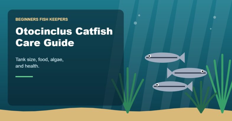 Illustration for the Beginners Fish Keepers article Otocinclus Catfish Care Guide for Beginners: Tank Size, Food, Algae & Health