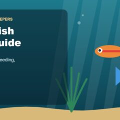 Illustration for the Beginners Fish Keepers article Platy Fish Care Guide for Beginners: Tank Size, Food, Breeding & Health