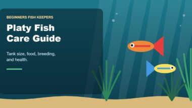 Illustration for the Beginners Fish Keepers article Platy Fish Care Guide for Beginners: Tank Size, Food, Breeding & Health
