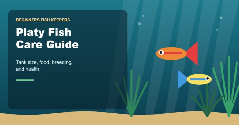 Illustration for the Beginners Fish Keepers article Platy Fish Care Guide for Beginners: Tank Size, Food, Breeding & Health