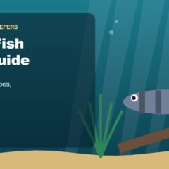 Illustration for the Beginners Fish Keepers article Pleco Fish Care Guide for Beginners: Tank Size, Food, Types & Health
