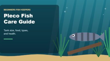 Illustration for the Beginners Fish Keepers article Pleco Fish Care Guide for Beginners: Tank Size, Food, Types & Health