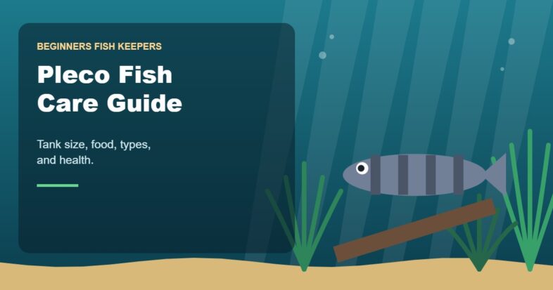 Illustration for the Beginners Fish Keepers article Pleco Fish Care Guide for Beginners: Tank Size, Food, Types & Health