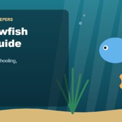 Illustration for the Beginners Fish Keepers article Rainbowfish Care Guide for Beginners: Tank Size, Food, Schooling & Health