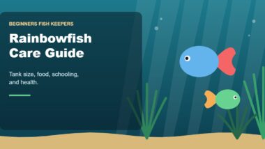 Illustration for the Beginners Fish Keepers article Rainbowfish Care Guide for Beginners: Tank Size, Food, Schooling & Health