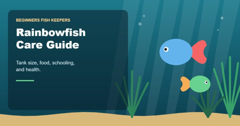 Illustration for the Beginners Fish Keepers article Rainbowfish Care Guide for Beginners: Tank Size, Food, Schooling & Health
