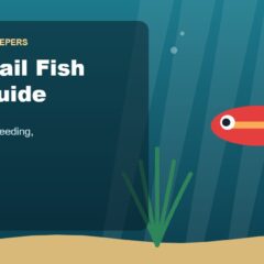 Illustration for the Beginners Fish Keepers article Swordtail Fish Care Guide for Beginners: Tank Size, Food, Breeding & Health