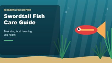 Illustration for the Beginners Fish Keepers article Swordtail Fish Care Guide for Beginners: Tank Size, Food, Breeding & Health