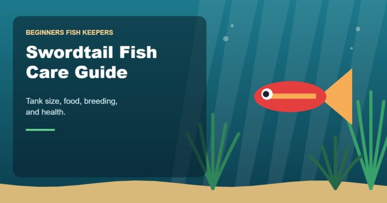 Illustration for the Beginners Fish Keepers article Swordtail Fish Care Guide for Beginners: Tank Size, Food, Breeding & Health
