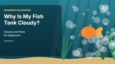 Illustration for the Beginners Fish Keepers article Why Is My Fish Tank Cloudy? Causes and Fixes for Beginners