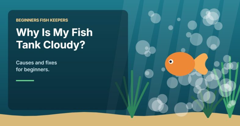 Illustration for the Beginners Fish Keepers article Why Is My Fish Tank Cloudy? Causes and Fixes for Beginners