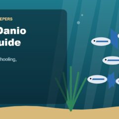 Illustration for the Beginners Fish Keepers article Zebra Danio Care Guide for Beginners: Tank Size, Food, Schooling & Health