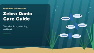 Illustration for the Beginners Fish Keepers article Zebra Danio Care Guide for Beginners: Tank Size, Food, Schooling & Health