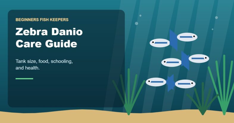 Illustration for the Beginners Fish Keepers article Zebra Danio Care Guide for Beginners: Tank Size, Food, Schooling & Health